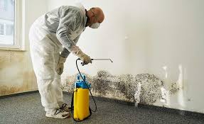 Why You Should Choose Our Mold Remediation Services in Mattoon, IL